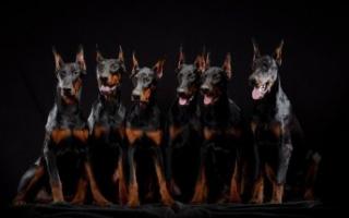Доберман: описание породы и особенности воспитания своенравной собаки