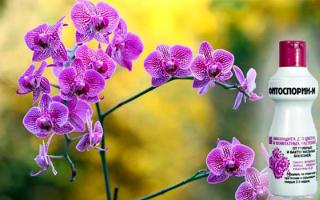 Особенности применения «Фитоспорина» для орхидей
