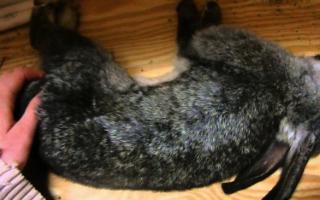 Что такое кокцидиоз у кроликов и как его лечить?