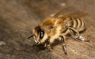 Что нужно давать весной пчелам от поноса